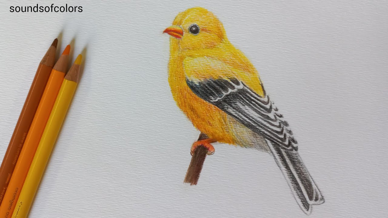 How to Draw a Bird with Colored Pencils Step by step drawing tutorial