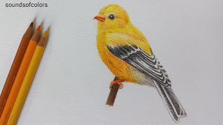 Celebrity How to Draw a Bird with Colored Pencils | Step by step drawing tutorial | Bird drawing Net Worth