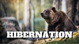 How do Grizzly Bears Prepare For Hibernation?