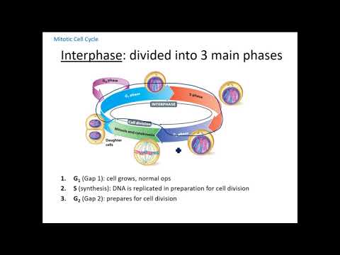 Cell Division - YouTube