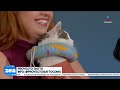 ¡Gatitos en adopción! Proyecto Gatto busca un nuevo hogar para estos michitos | Noticias con Zea