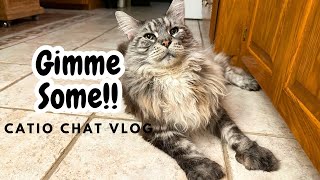 Just Can’t Wait | Catio Chat Vlog #pets #cats #animals #catlover #catvideo by Maine Coon Capers 423 views 2 weeks ago 9 minutes, 36 seconds