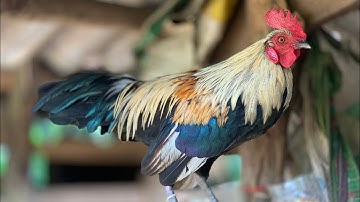 Gà Mồi Chuối 2026 mùa giải mới