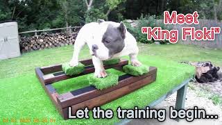 Famous DIY MICRO/NANO DOG STACKING BOX Profile