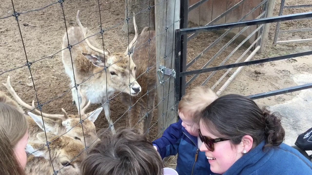 The Wild Animal Park YouTube