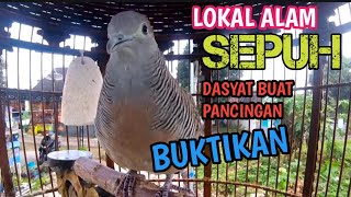 PERKUTUT LOKAL USIA TUA AMPUH UNTUK PANCINGAN