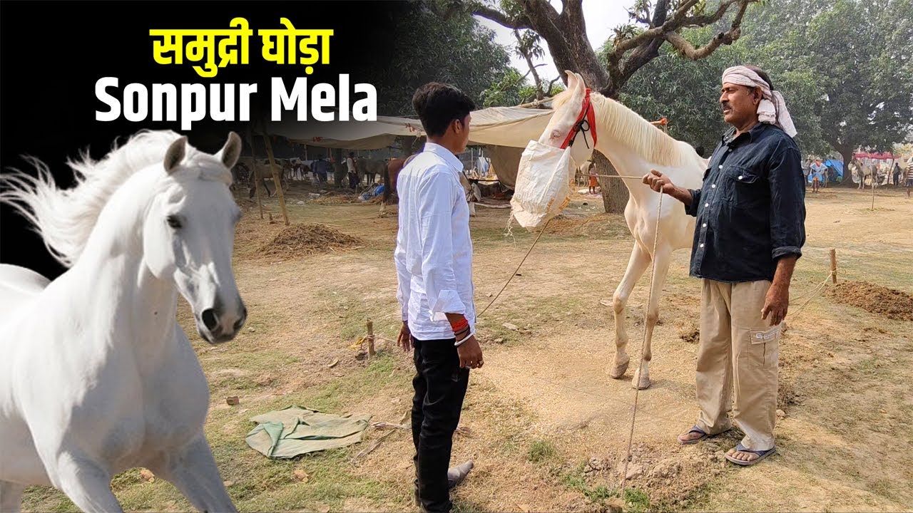 Sonpur mela में आया समुद्री घोड़े का परिवार | मिलिए घोड़े के सबसे बड़े व्यापारी से | house market