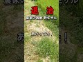 退治 農家の宿敵 野生ザル #shorts