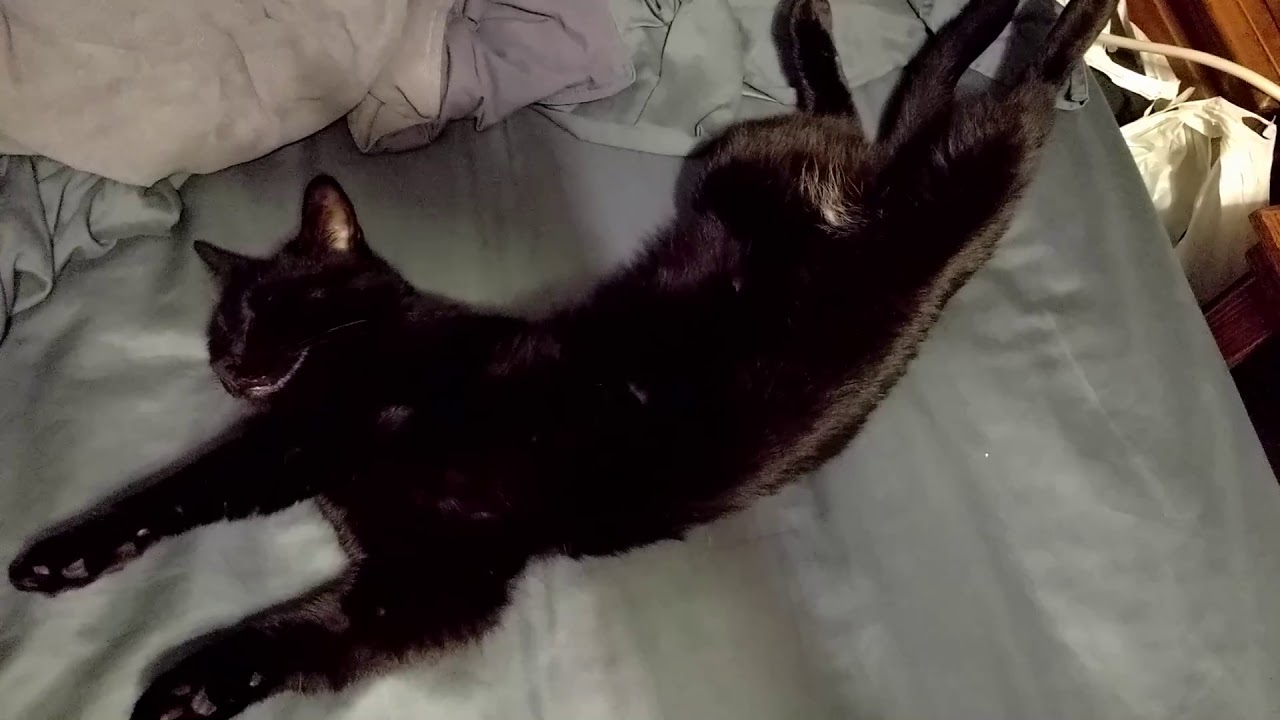 Bo Twists Himself Up Into a Cat Pretzel