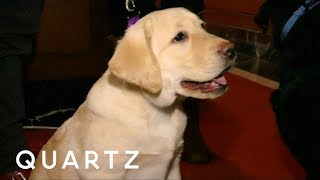 The most popular dog breeds in the United States