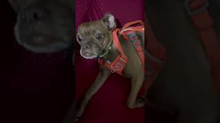 Que hermosa!! 🐶🥰😍 #dog #pets #ayudaanimal #perritos #mascotas