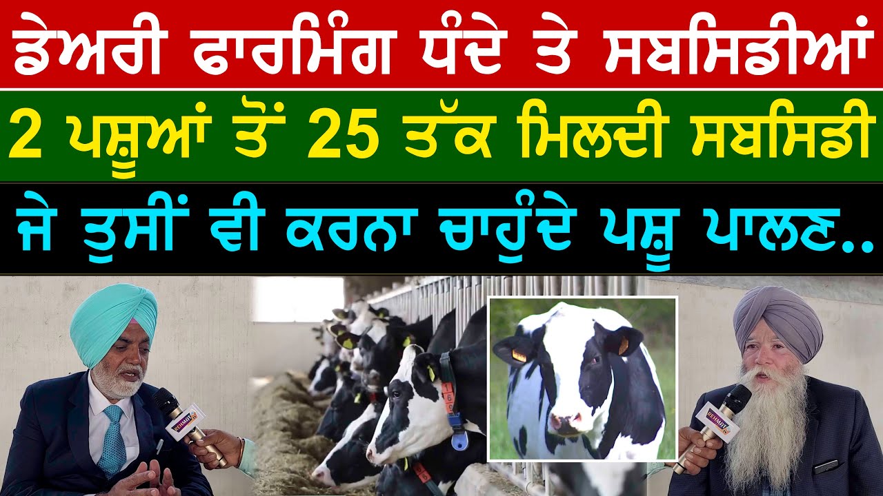 2 ਪਸ਼ੂਆਂ ਤੋਂ 25 ਤੱਕ ਮਿਲਦੀ ਸਬਸਿਡੀ ਜੇ ਤੁਸੀਂ ਵੀ ਕਰਨਾ ਚਾਹੁੰਦੇ ਪਸ਼ੂ ਪਾਲਣ ਇਹ ਵੀਡਿਓ ਤੁਹਾਡੇ ਕੰਮ ਦੀ ਹੈ ...