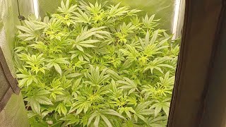 Starting week 12 Spider Farmer G3000 medical marijuana grow. Gorilla Cookies Pure Instinto seeds