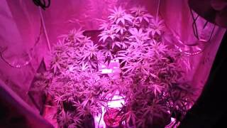 bid vid garden update 07 2014