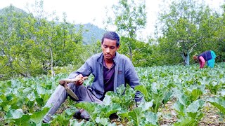 बहुत थक गया  || Filling Cauliflower?|| कई दिनों बाद किया खेत में काम || Very Hard Work ; Farm Vlog