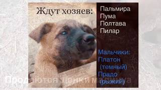 Продаются щенки малинуа Продаются щенки малинуа