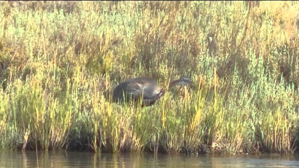 HERONS OF ITALY, REIGERS VAN ITALIE. PURPLE HERON, SQUACCO HERON, LITTLE EGRET, FLAMINGO.