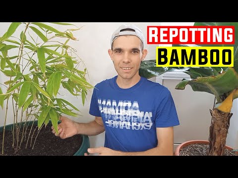 Repotting my Bamboo in a huge pot - YouTube