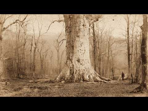 (1847, Ozarks) The Sinister History of the Hollow Hag of Arkansas — Her Curse Still Spreads