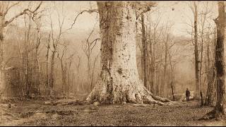 (1847, Ozarks) The Sinister History of the Hollow Hag of Arkansas — Her Curse Still Spreads
