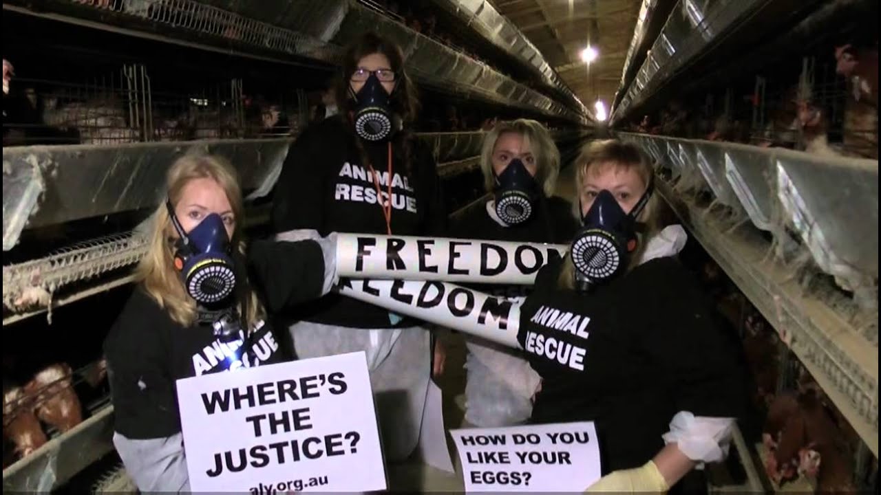 Egg Factory Lockdown - Animal Liberation Victoria - YouTube
