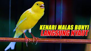 Download lagu PANCINGAN KENARI GACOR PANJANG, AMPUH NAIKKAN EMOSI KENARI MALAS BUNYI LANGSUNG NYAUT
