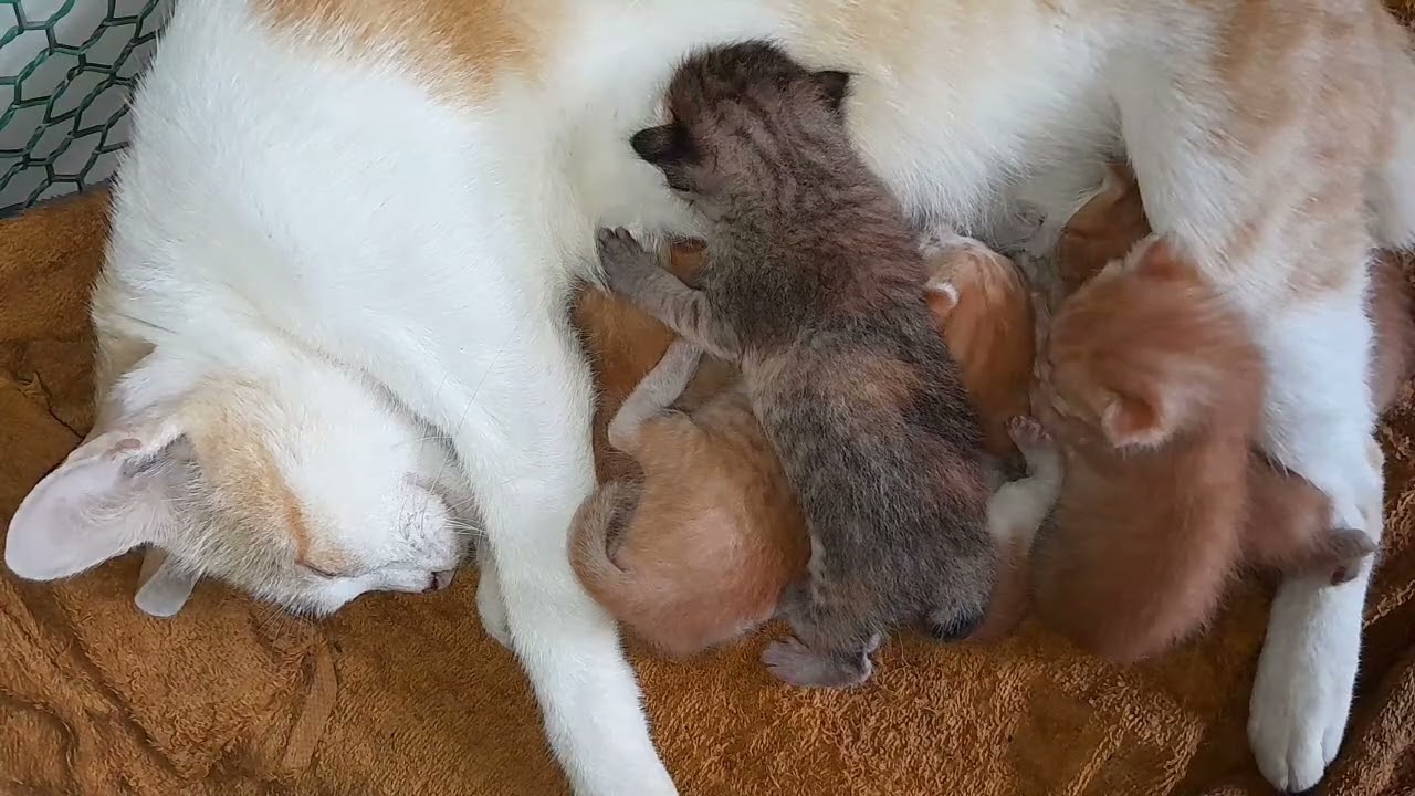 Mom cat very tired after feeding milk for her newborn baby kittens