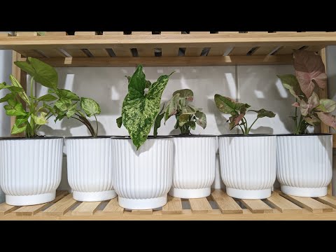 Unboxing baby Syngoniums / Syngonia from PLNTS.COM and putting into self-watering pots