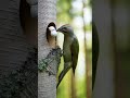 Picus canus Bird nest #birds #nest #nature