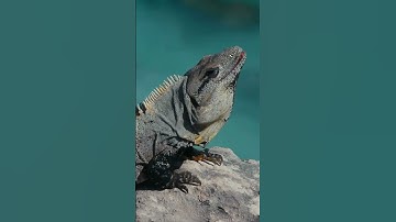 Wait for his reaction to new bag of ReptiChip substrate!