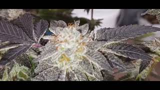 Dosi Mint