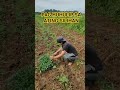 pa Subscribe po. #trendingshorts #trendingnow #farmerslife #buhayfarmer #buhayprobinsya