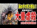 【ゆっくり解説】高級食材ウニが大量発生！？大量駆除実施の真実