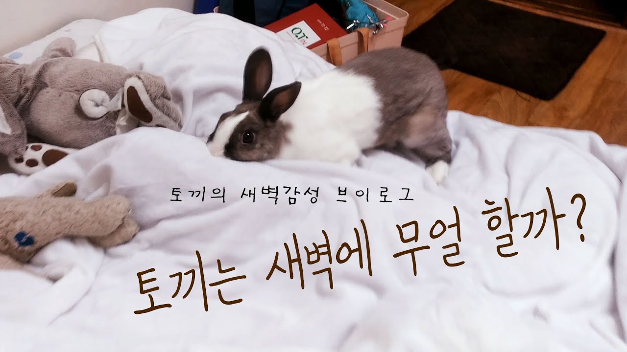 🐰토끼 코난의 ㅅㅐ벽감성🏙K-Rabbit Conan's early morning sensibility - YouTube