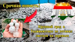 Крупный град в Таджикистане не оставил листьев на деревьях