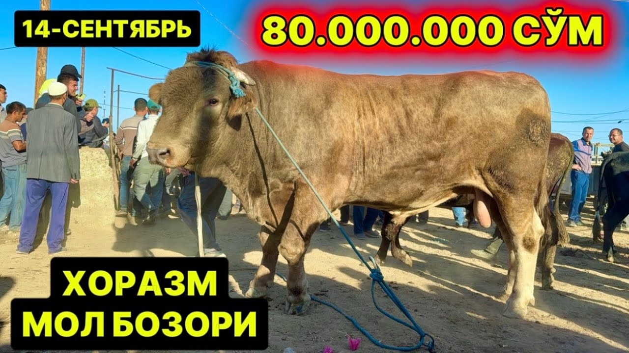 ХОРАЗМ МОЛ БОЗОРИ. ГИГАНТ БУҚАЛАР НАРХЛАРИ 14 сентября 2025 г.