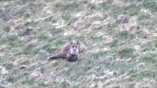 Fox Down. 243 100Gr Federal