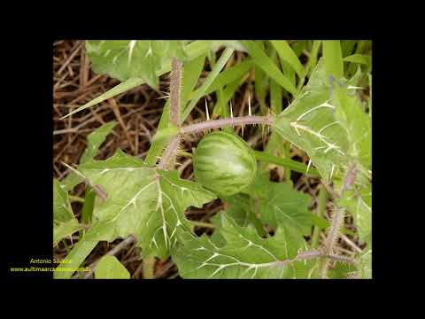 Joá-bravo (Solanum sisymbriifolium) - PictureThis