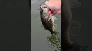LMB #6 of the day Bass Fishing Catch and Release