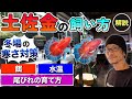 【人気】土佐金の魅力と飼い方を解説します！｜高知県の地金魚【イベント直前】【初心者OK】