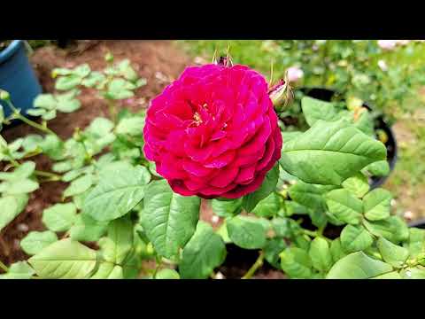 Vidéo: My Knockout Roses Are Spindly – Fixing Leggy Knockout Rose Plants