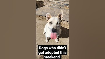 Adoptable dogs with Paws for Julia! Located in Central Valley, CA #adoptme #adoptdontshop