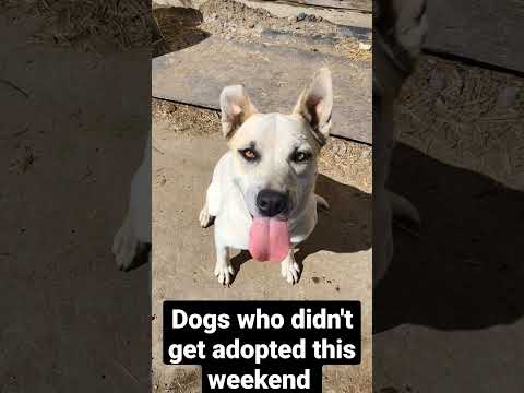 Adoptable dogs with Paws for Julia! Located in Central Valley, CA #adoptme #adoptdontshop