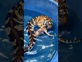 Tiger Turns Into A Snake Animals Short 