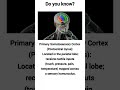 intresting facts about brain