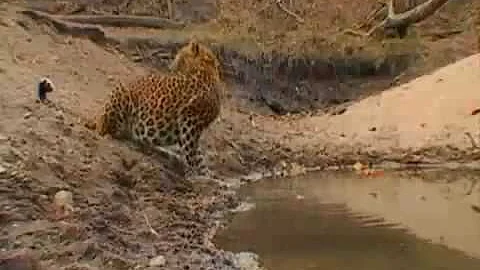 Video 1027001: chinese leopard, bengal