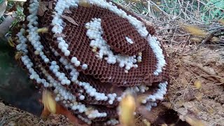 KILLING YELLOW JACKETS NEST,GIANT UNDERGROUND HORNETS NEST REMOVAL,MURDER WASP NEST