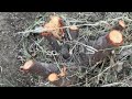 Apple ber में इस समय जरूरी काम #narwalorganicfarm #appleber