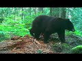 Bear medley from the same camera, all taken within 10 days.