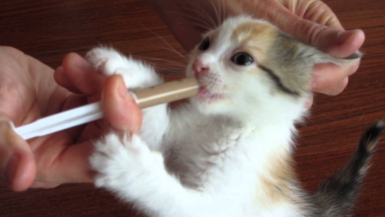 feed kittens milk YouTube